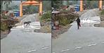 Video of Tiger in Ramnagar Garjia Temple Uttarakhand
