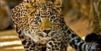 Professional shooter deployed to kill leopard