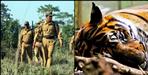 Tigers corpse found in Corbett National Park