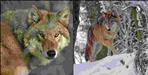 Tibetan wolf spotted in Uttarkashi