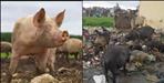 African Swine Fever in Kotdwar