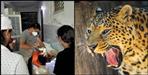 Pithoragarh Leopard attacked 5-year-old girl in Bhattigaon
