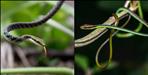 bronzeback tree snake found in dehradun