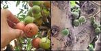 Health benefits of timla fruit of lower himalayas