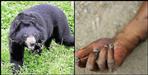 Pauri garhwal bear attack one died