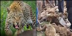 Leopard attacks on goat in ranogi village tehri-garhwal