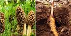 Kadav Jhadi and Gucchi Mushroom will be included in forest produce