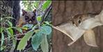 Rare Flying Squirrel Spotted in Uttarakhand Chandak Forests