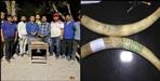 Ivory seized in Udham Singh Nagar