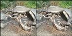 Skeleton of female elephant found in Rajaji National Park