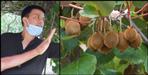 Kiwi farming in Uttarakhand