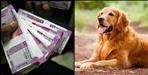 Cyber fraud for golden retriever dog in dehradun