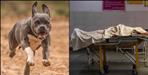 woman died after pitbull attack in Roorkee