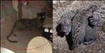 Leopard gave birth to 3 cubs in Pithoragarh Silpata village