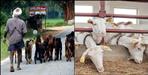Uttarakhand Government Goat Farming Goat Valley Scheme