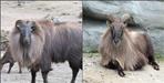 Himalayan Thar Scene in Chopta Tungnath Valley