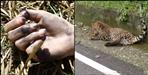 Leopard and youth died in an accident in haridwar rishikesh highway