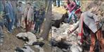 More than 300 sheep died in Purola uttarkashi