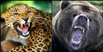 leopard and bear fight in middle of a village in chamoli