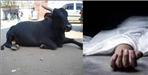 Raj Mistri Riding Bike Collides With Bull In Haldwani
