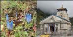 Neelkamal in Kedarnath