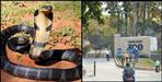 dehradun zoo king cobra missing