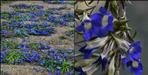 Gentiana Kuru flower discovered in Uttarakhand