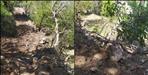 Coronavirus Uttarakhand:Chamoli tree cut by mining mafia