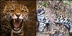 Leopard hunted leopard in Uttarakhand