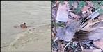 Nepali escaped leaving 9 dead Siberian birds in Khatima