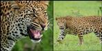 Leopard pounced on an old man going to the forest with goats