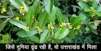 Anantmool plant in uttarakhand 