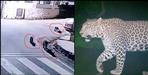 Leopard seen in CCTV camera in Bageshwar