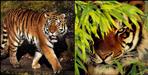 Injured tiger in Corbett National Park