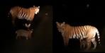tigress roaming with her cubs In Tehri Garhwal