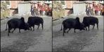 Bull fight on highway
