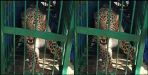 Leopard entered in bathroom