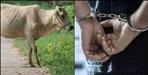Two Arrested in Cow Slaughter Case in Uttarakhand