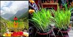 All You Need To Know About Harela Festival Uttarakhand