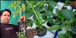 Ganesh Bisht uses hydroponic method to grow vegitable in Uttarakhand