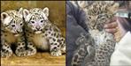 Leopards cub found in the field in Ramnagar
