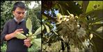 benefit of Chyoora tree of uttarakhand