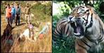 Tiger fear in Almora Kupi and Jhargaon Village
