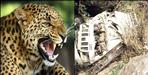 Leopard came in front of Bolero in Tehri Garhwal