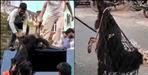 Rudraprayag Dog Attack Leaves 24 People Injured