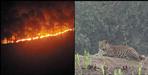 Leopard came to the fields in Uttarkashi