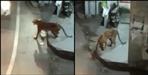 Tigress shot dead in Almora Marchula market