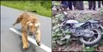 Tiger attack on a bike rider in Ramnagar