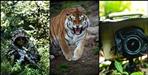 80 cameras in search of man-eating tiger in Haldwani