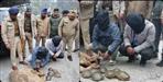 rare species 293 turtles recovered in Udham Singh Nagar